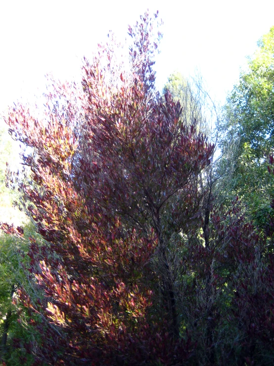 a tree that is sitting in the woods