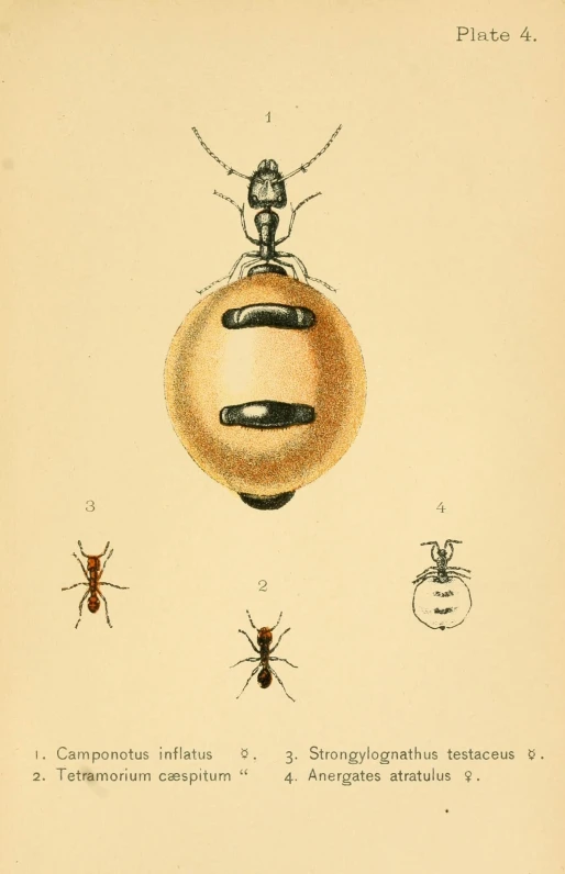 this is a illustration of a flea insect