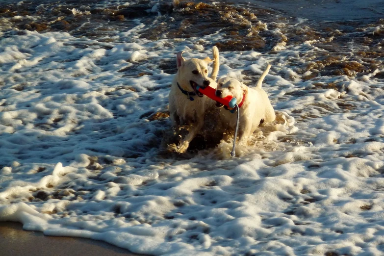 a couple of dogs playing in some water