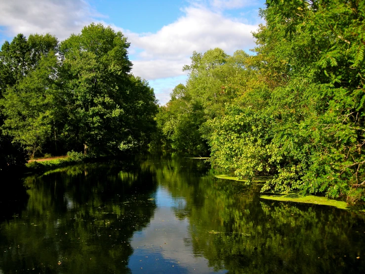 a calm river runs through trees on a sunny day