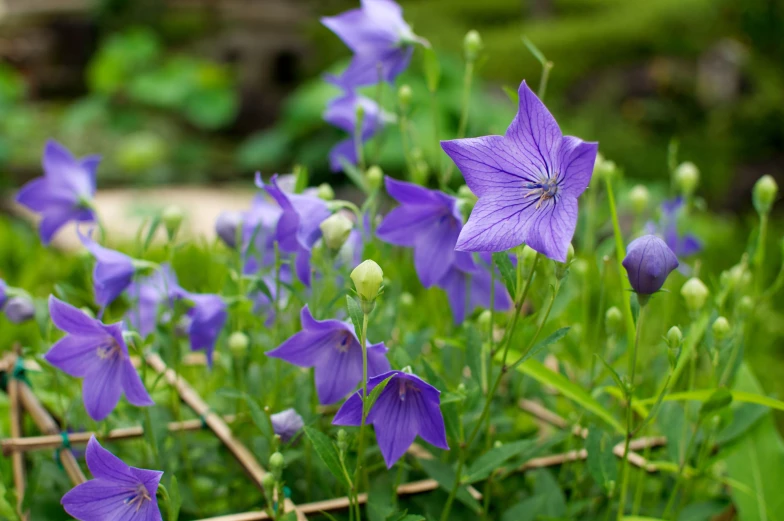 a close up of a flower and grass