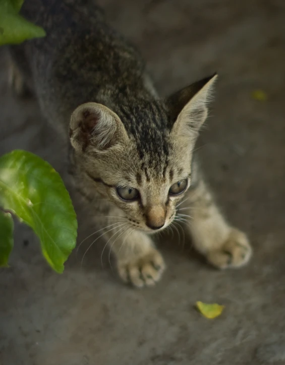 a small tabby kitten is sniffing soing out side