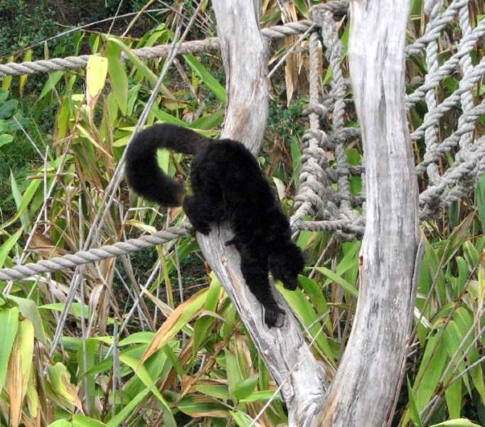 a black bear is climbing the top of a rope fence