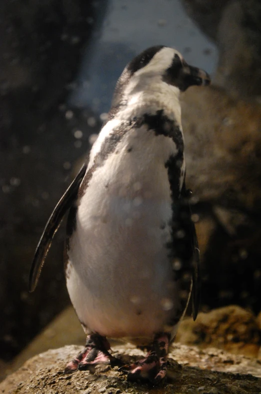 an animal that is walking around on some rocks