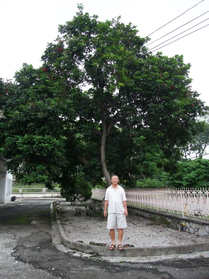 a man standing under a tree on the street