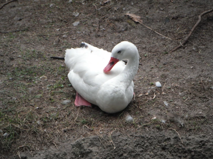 a goose sitting on top of dirt and grass