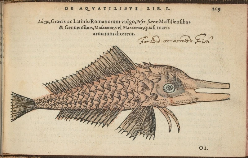 an illustration from a german book showing a fish in engraving