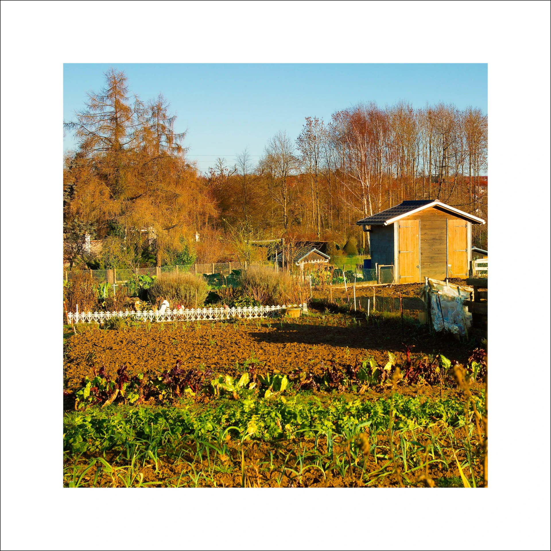 a view of the garden and shed from the other side