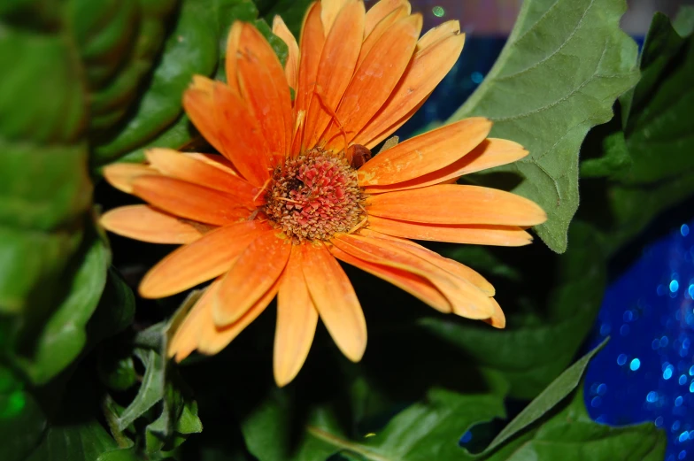 orange flower with water droplets and green leaves