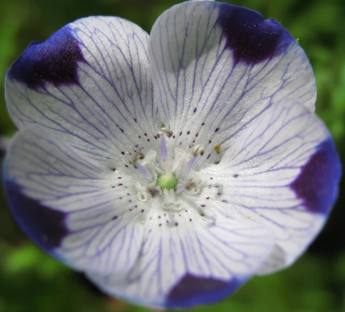 a flower in bloom with water drops on it