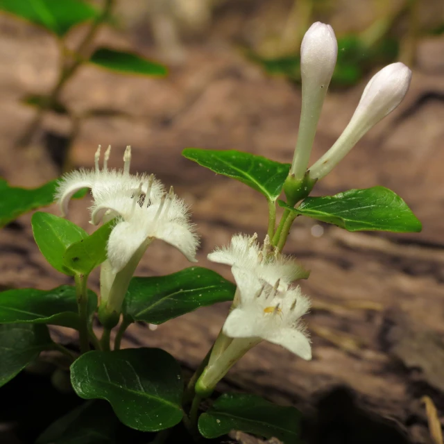 white flowers with green leaves growing out of them