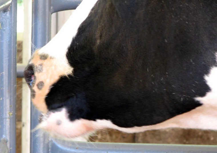 a cow standing in front of a metal gate