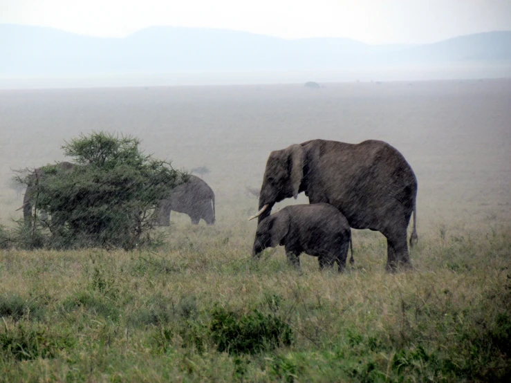 a baby elephant walks through the tall grass next to an adult one