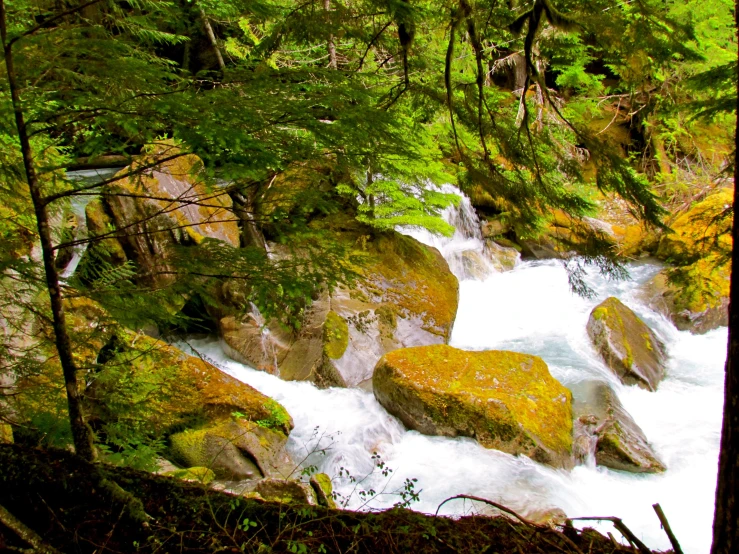 the water flowing by rocks and trees on the ground