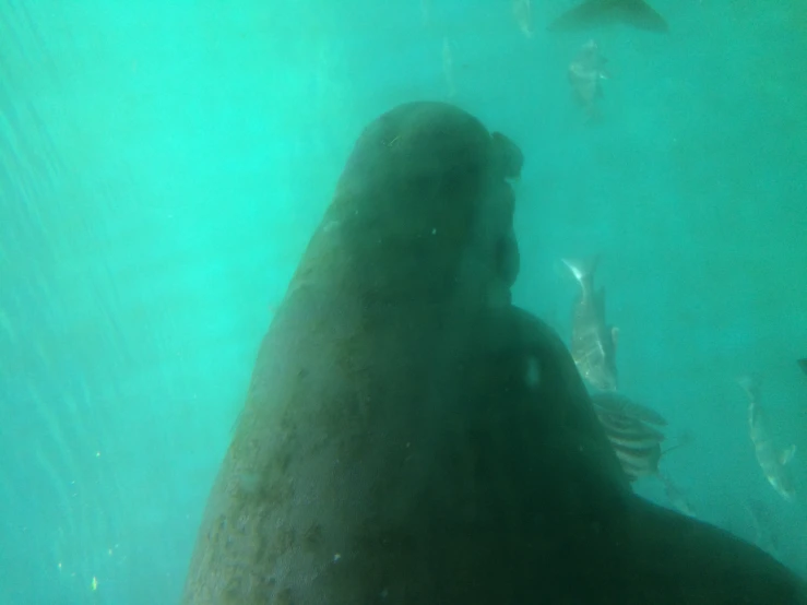 there is a large seal in the water next to fish