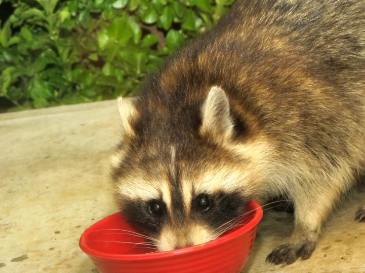a rac eats from a red plastic dish