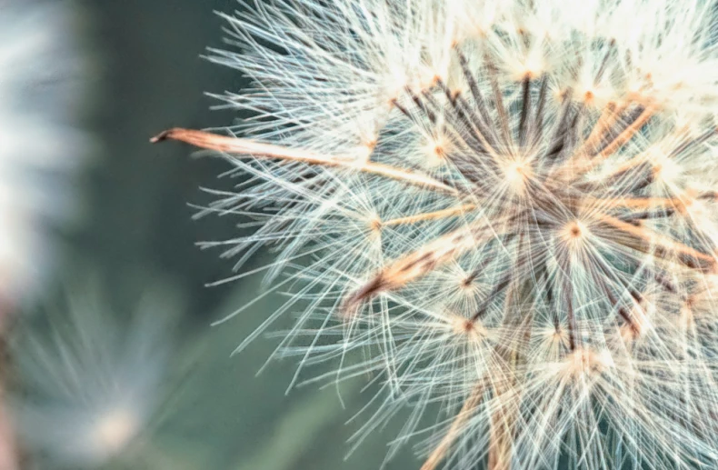 a close up of the back end of a dandelion