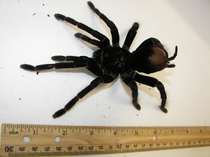 a close up of a large black spider on a table