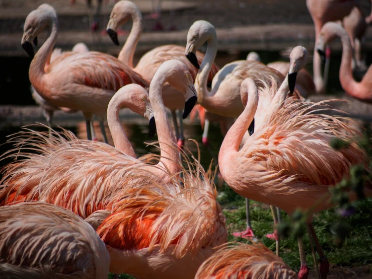 several flamingos gathered around and in a yard