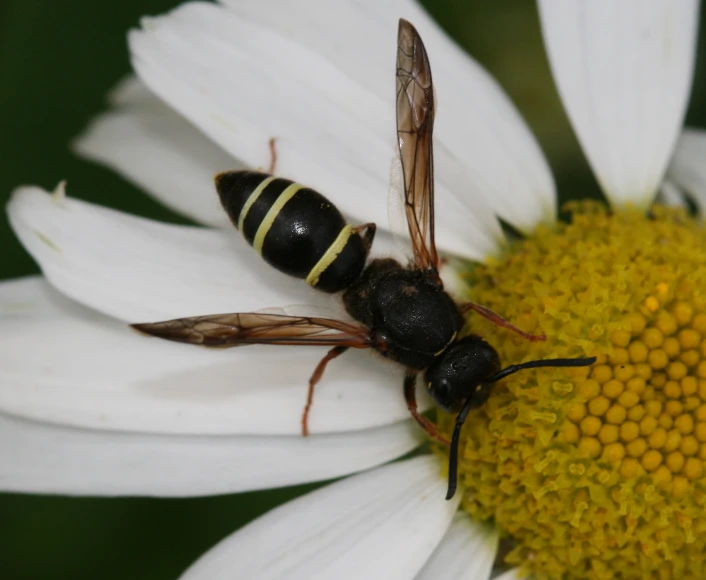 the flies are flying past the pollen in the daisy