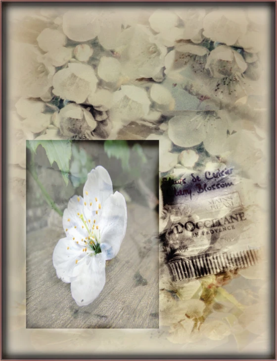 white flower in frame next to an old postcard