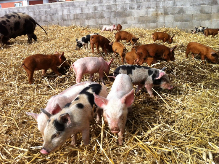 several small pigs are standing in the hay