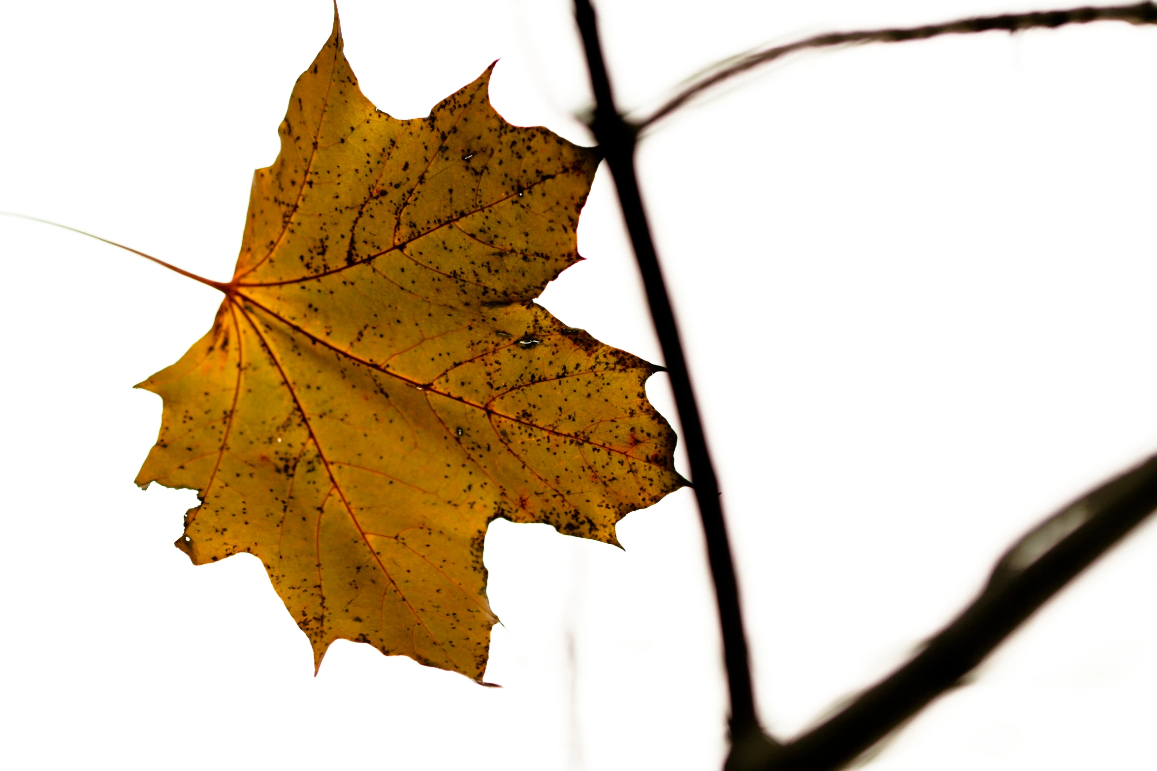 a leaf that is on top of a twig