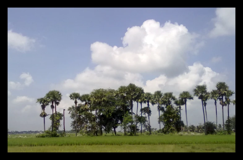 a field with trees and a bus driving by