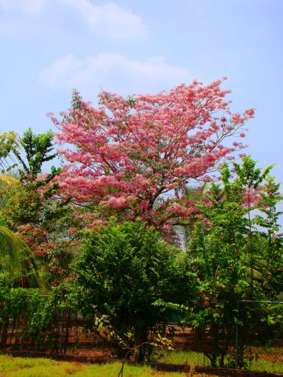 the pink tree is in full bloom near a fence
