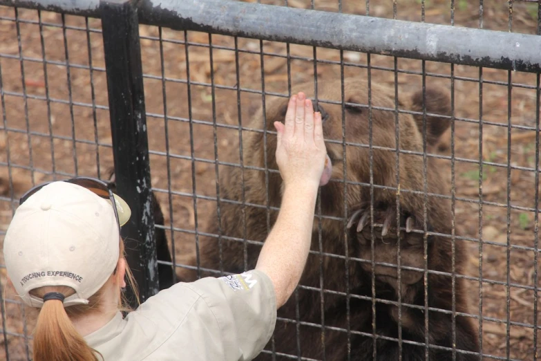 a woman reaches up to pet a bear through the fence