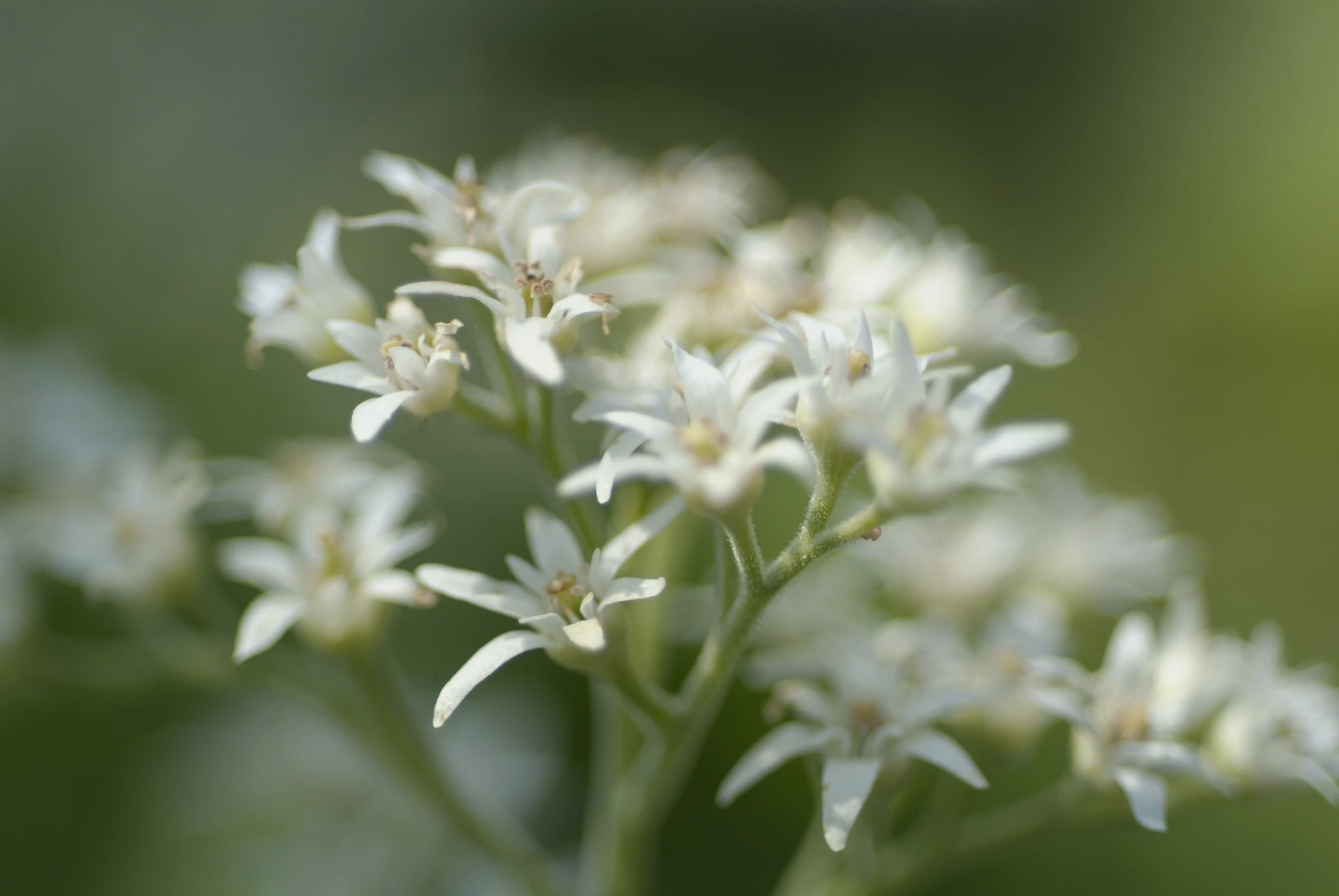 closeup of the flower buds and leaves on a plant