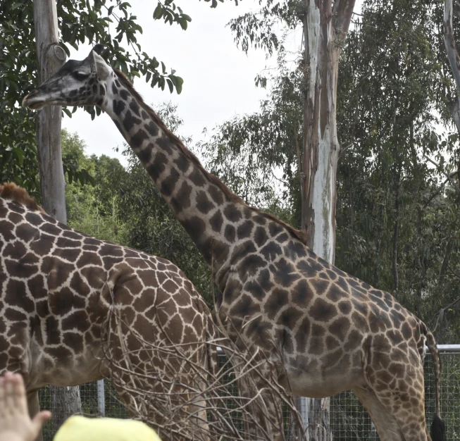 two giraffes with their necks extended and trees in the background