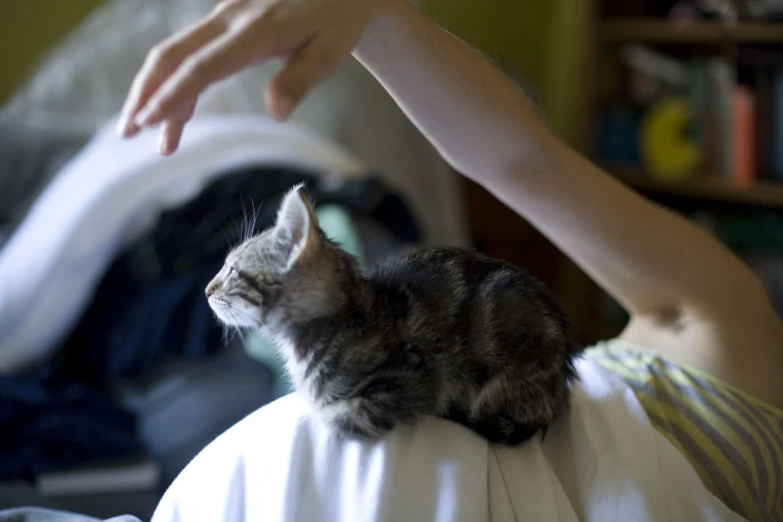 a person's arm reaches toward the head of a kitten