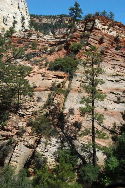 pine trees growing on a narrow cliff face