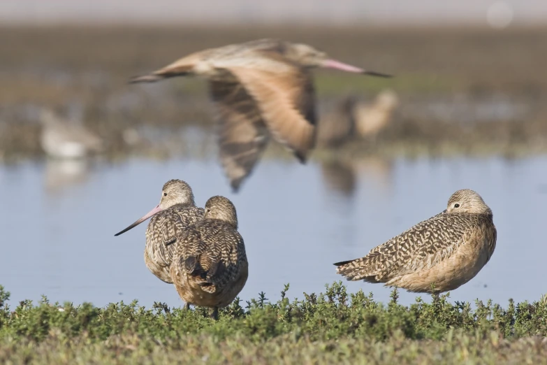 two birds are standing next to each other