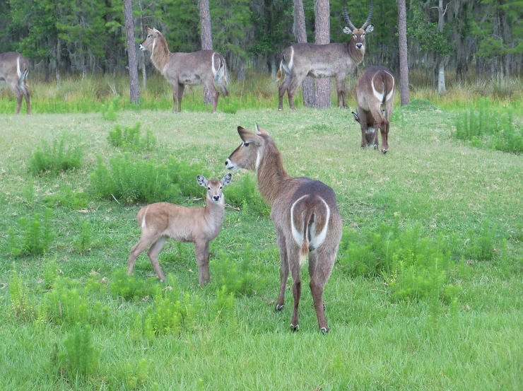 some animals are in an open field together