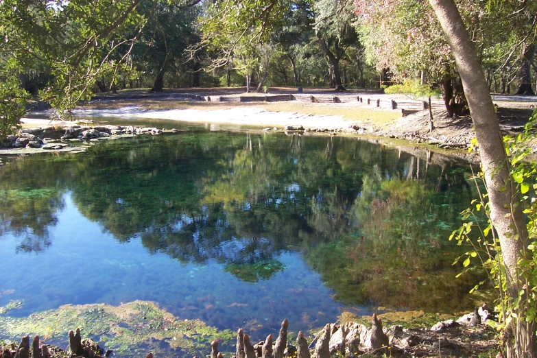 clear water surrounded by trees near a sandy shore