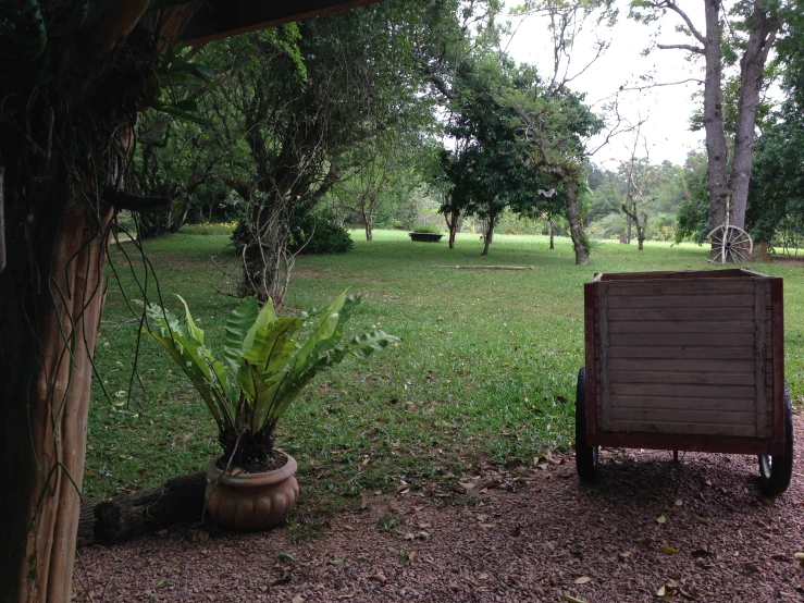 a small chair and plant in a field