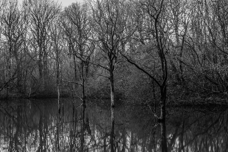 several trees that are standing in the water