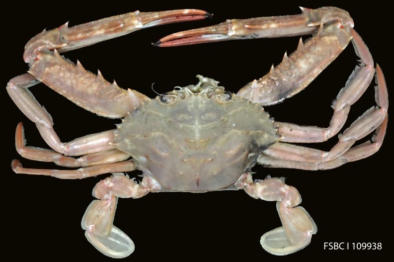 an orange - spotted crab is looking for food