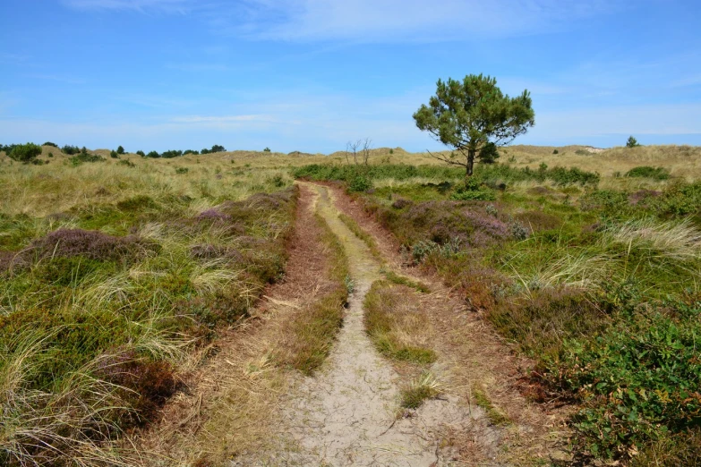 a path winds through a grassy area towards a single tree