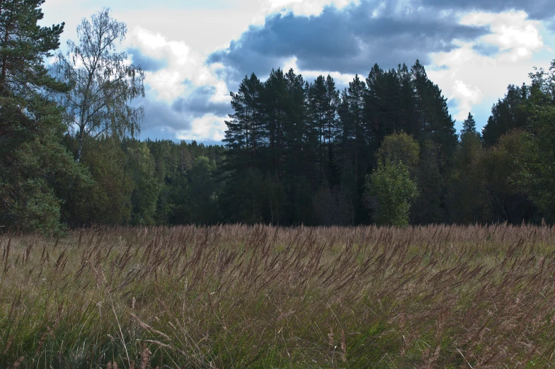 an open field with tall grasses and tall trees