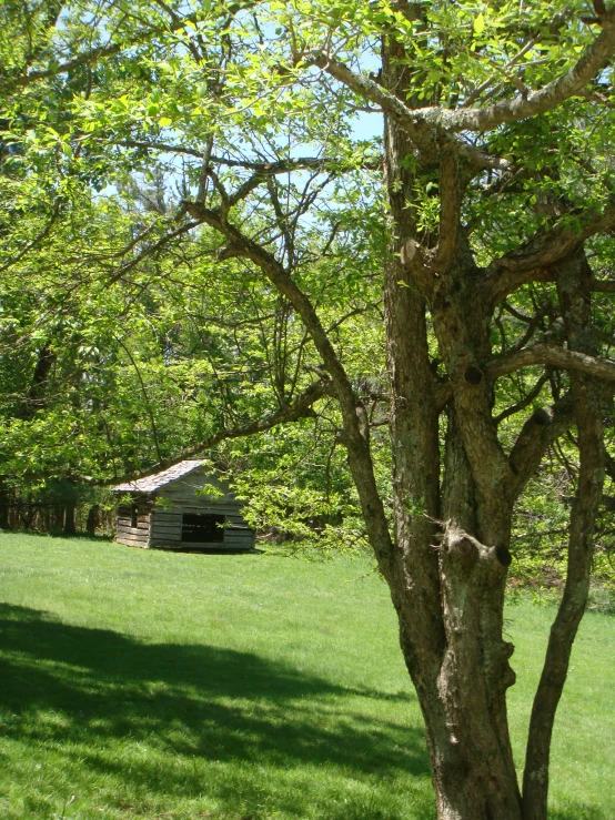 a tree near a shed in a field