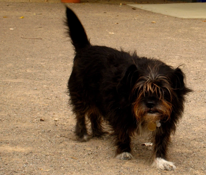 a black and brown dog with a white nose
