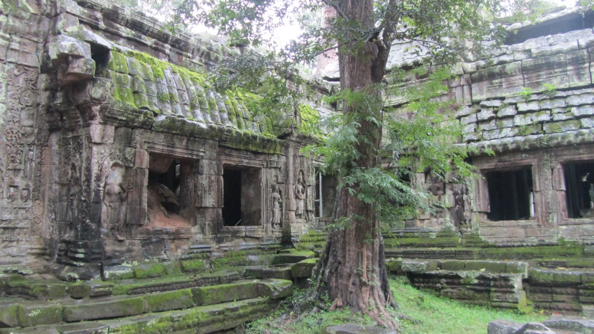 ruins on the side of a large tree surrounded by moss