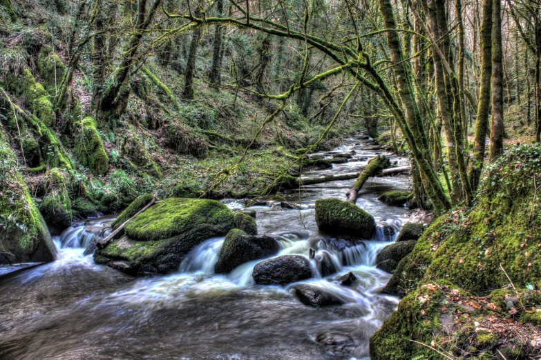 a small creek with rocks and moss growing in the woods