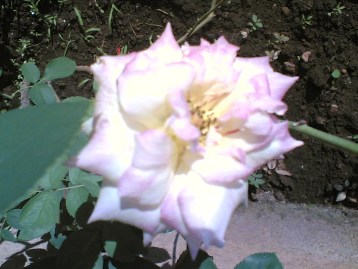 an image of a blooming pink rose next to the ground