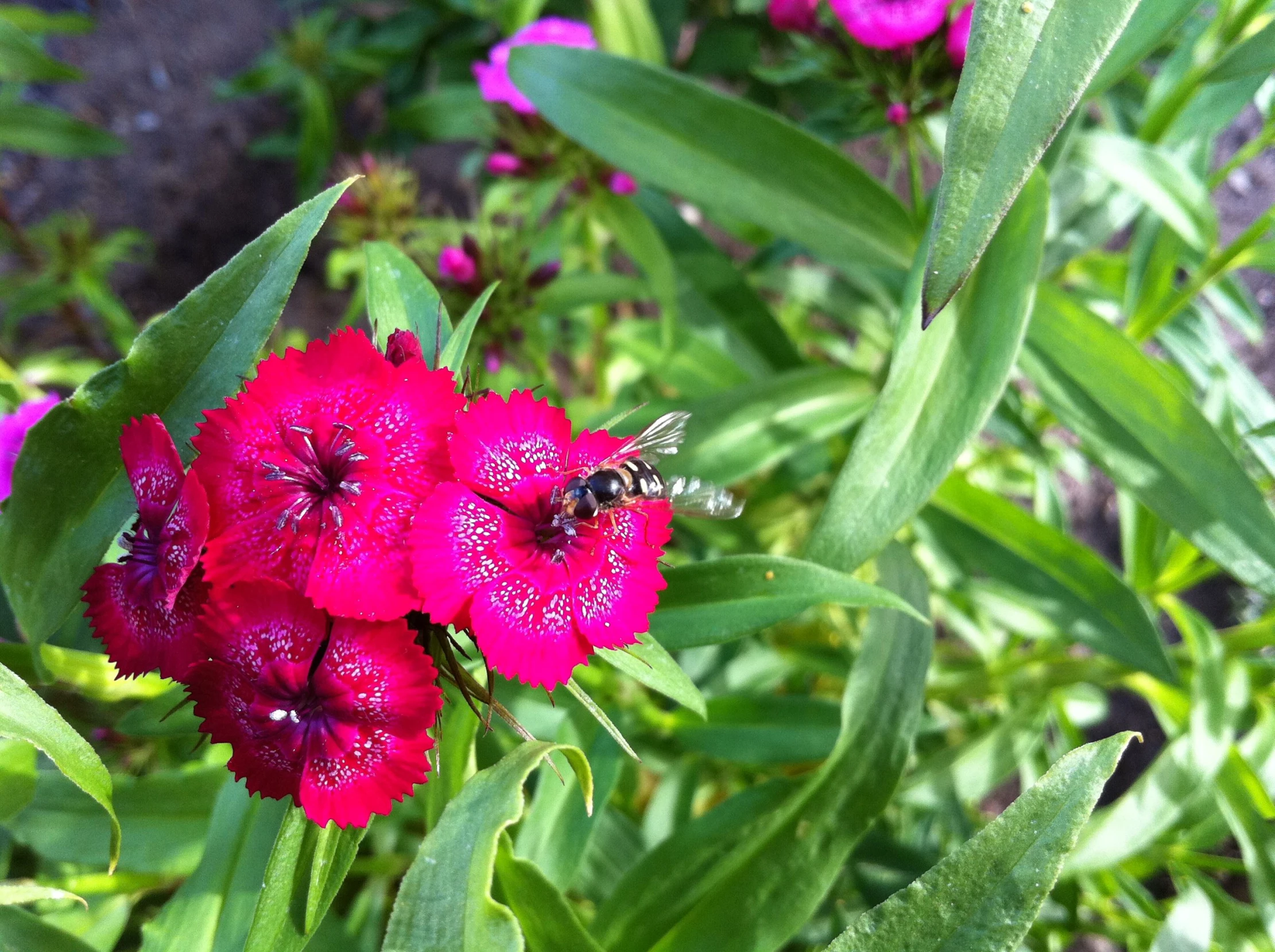 a bee sitting on a bright pink flower