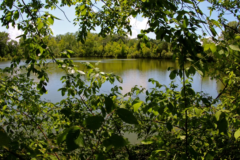 a body of water surrounded by trees on either side