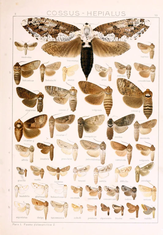 an illustration of a moth species